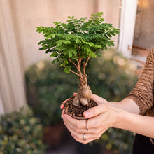 Load image into Gallery viewer, Bonsai Starter Kit – 2X Bonsai Tree | Complete Indoor Starter Kit for Growing Bonsai Plants with Tools & Planters – Gardening Gifts for Women & Men