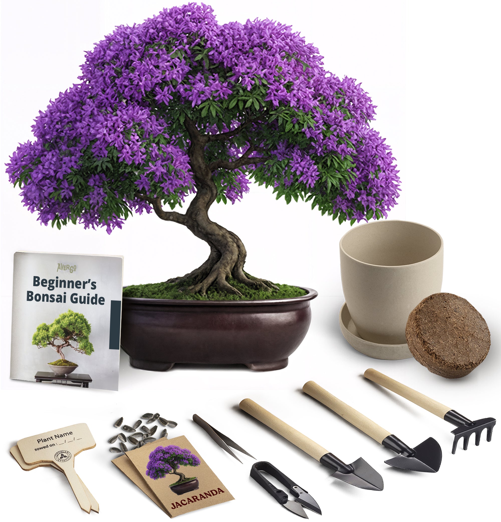 bonsai tree home delivery Avergo Bonsai Starter Kit – Growing Jacaranda Bonzai Tree