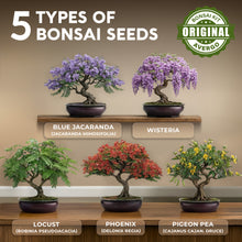 Load image into Gallery viewer, DIY Bonsai Tree Kit for Beginners – 5X Unique Japanese Bonzai Trees, Complete Indoor Bonsai Starter Kit for Growing Bonsai Plants w/Tools & Planters – DIY Christmas Gardening Gifts for Mom