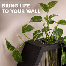 Load image into Gallery viewer, Wall Plant Decor (2-Pack), Black Wood Indoor Wall Planter | Propagation Wall Hanging with Removable Glass Vase for Cuttings, Fresh Herbs, Flowers and Dried Florals