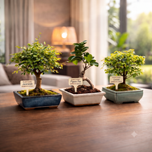 Load image into Gallery viewer, Bonsai Tree Kit Classic - Growing 3 Unique Japanese Bonzai Trees | Complete Indoor Bonsai Starter Kits for Growing Trees – Plant Lovers Gifts for Women & Men