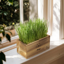 Load image into Gallery viewer, Cat Grass Kit for Indoor Cats – x4 Seed Packets | Cat Grass Seeds with Wooden Planter, Soil & Mini Gardening Tools for Nipping – Pet Wheatgrass Grass