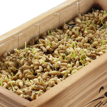 Load image into Gallery viewer, Cat Grass Kit for Indoor Cats – x4 Seed Packets | Cat Grass Seeds with Wooden Planter, Soil & Mini Gardening Tools for Nipping – Pet Wheatgrass Grass