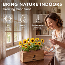 Load image into Gallery viewer, AVERGO Sunflower Seeds Growing Kit | Complete Seed and Plant Indoor & Outdoor Kit with Sunflower Seeds for Planting – Ideal for Planting Sun Flowers at Home