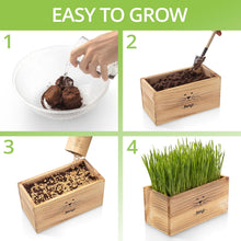 Load image into Gallery viewer, Cat Grass Kit for Indoor Cats – x4 Seed Packets | Cat Grass Seeds with Wooden Planter, Soil & Mini Gardening Tools for Nipping – Pet Wheatgrass Grass
