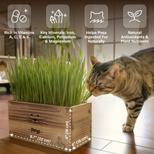 Load image into Gallery viewer, Cat Grass Kit for Indoor Cats – x4 Seed Packets | Cat Grass Seeds with Wooden Planter, Soil & Mini Gardening Tools for Nipping – Pet Wheatgrass Grass