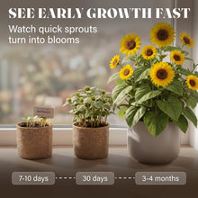 Load image into Gallery viewer, AVERGO Sunflower Seeds Growing Kit – Ideal Gift for Mother's Day | Complete Seed and Plant Indoor & Outdoor Kit with Sunflower Seeds for Planting – Ideal for Planting Sun Flowers at Home