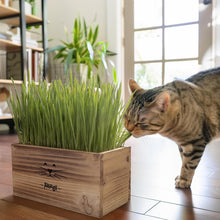 Load image into Gallery viewer, Cat Grass Kit for Indoor Cats – x4 Seed Packets | Cat Grass Seeds with Wooden Planter, Soil & Mini Gardening Tools for Nipping – Pet Wheatgrass Grass