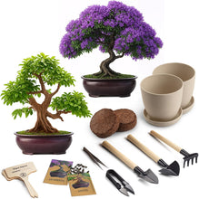 Load image into Gallery viewer, Bonsai Starter Kit – 2X Bonsai Tree | Complete Indoor Starter Kit for Growing Bonsai Plants with Tools & Planters – Gardening Gifts for Women & Men