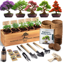 Load image into Gallery viewer, AVERGO Bonsai Tree Kit Classic - 5X Unique Japanese Bonzai Trees | Complete Indoor Bonsai Starter Kits from Seeds to Trees – DIY Gardening Gifts for Mother's Day, Women & Men