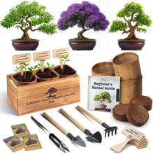 Load image into Gallery viewer, Avergo Bonsai Tree Kit – 3X Unique Japanese Bonzai Trees | Complete Indoor Starter Kit for Growing Bonsai Plants with Tools & Planters – Gardening Gifts for Women & Men