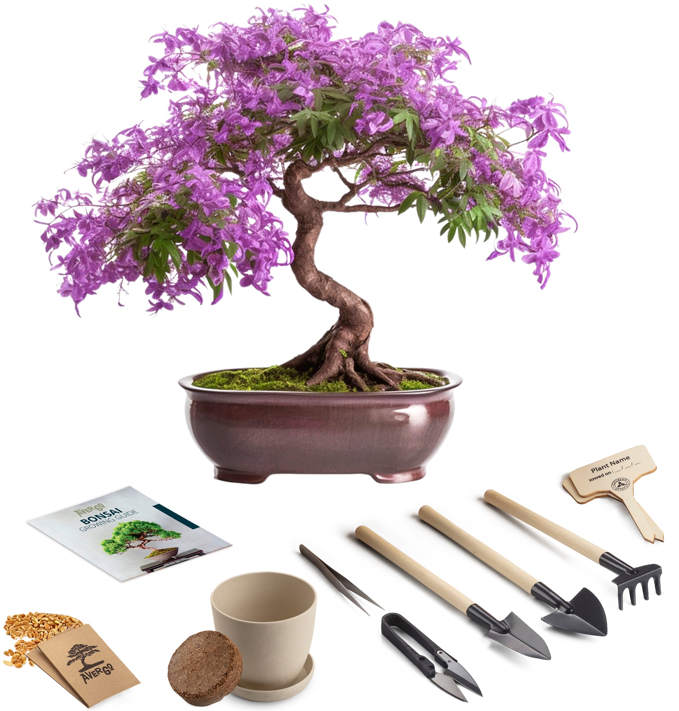 1x Bonsai Tree Kit - Jacaranda – Avergostore