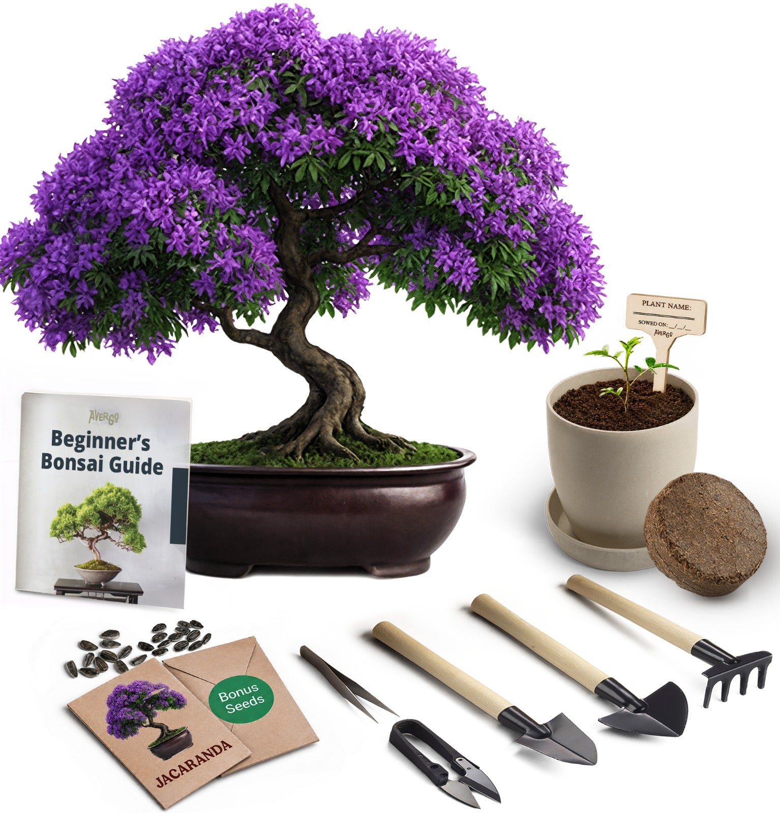 Avergo Bonsai Starter Kit – Growing Jacaranda Bonzai Tree