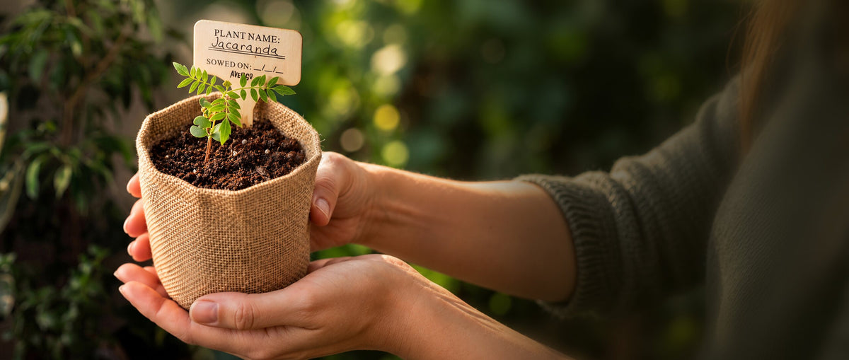 A Jacaranda seedling in a burlap pot