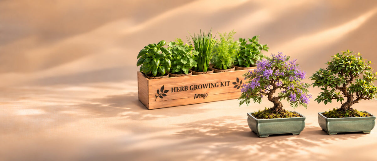 Avergo herb kit and bonsai trees in warm light