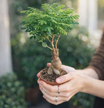 Load image into Gallery viewer, AVERGO Bonsai Tree Kit Deluxe - 5X Unique Japanese Bonzai Trees | Complete Indoor Bonsai Starter Kits from Seeds to Trees – DIY Gardening Gifts for Mother's Day, Women & Men