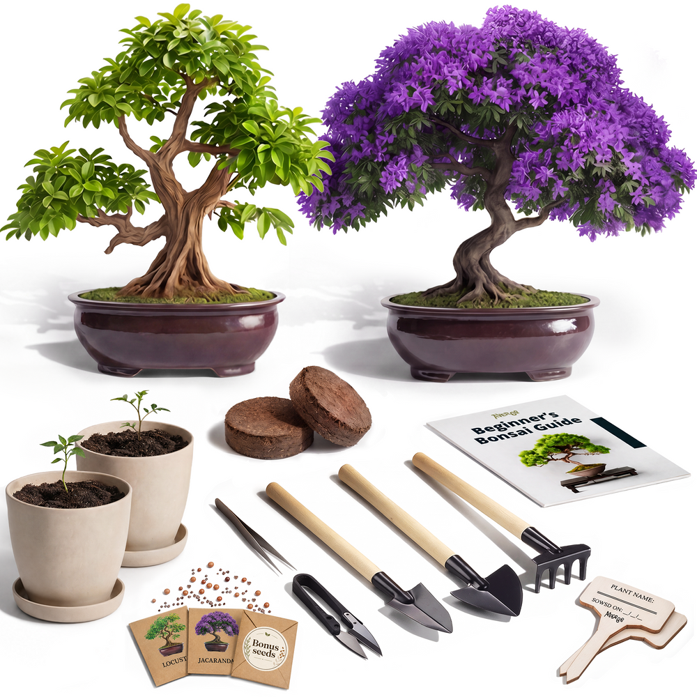 Bonsai Kit — 2 Trees