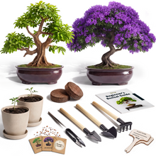 Load image into Gallery viewer, Bonsai Starter Kit – 2X Bonsai Tree | Complete Indoor Starter Kit for Growing Bonsai Plants with Tools &amp; Planters – Gardening Gifts for Women &amp; Men
