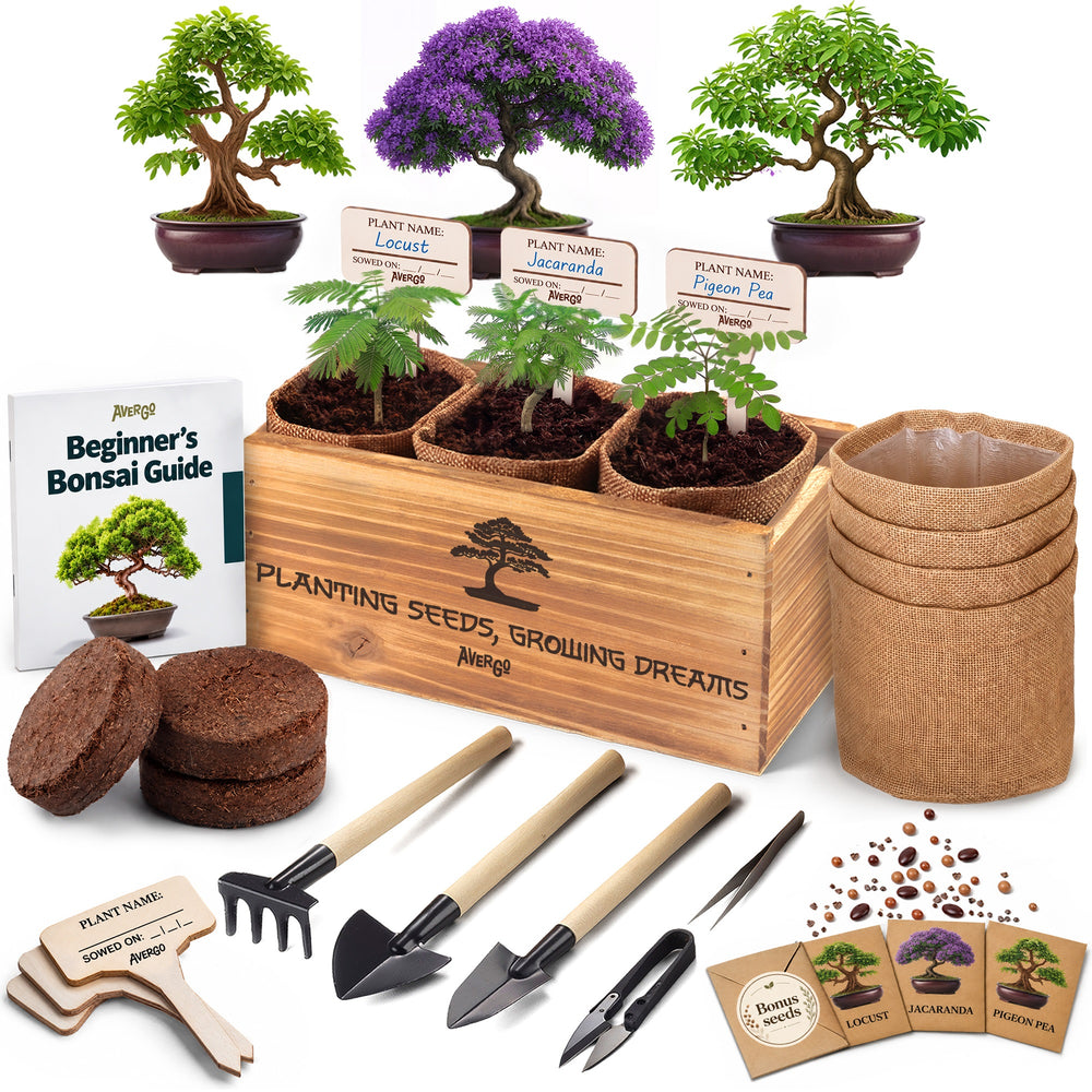 Bonsai Kit — 3 Trees