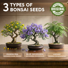 Load image into Gallery viewer, AVERGO Bonsai Tree Kit Classic - 3X Unique Japanese Bonzai Trees | Complete Indoor Bonsai Starter Kits from Seeds to Trees – DIY Gardening Gifts for Mother, Women &amp; Men
