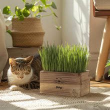 Load image into Gallery viewer, Cat Grass Kit for Indoor Cats – x4 Seed Packets | Cat Grass Seeds with Wooden Planter, Soil &amp; Mini Gardening Tools for Nipping – Pet Wheatgrass Grass
