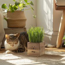 Load image into Gallery viewer, Cat Grass Kit for Indoor Cats – x2 Seed Packets | Cat Grass Seeds with Wooden Planter &amp; Soil for Nipping &amp; Nibbling – Pet Wheatgrass Grass
