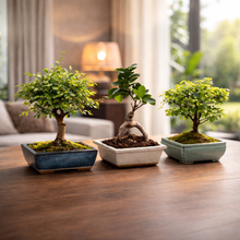 Load image into Gallery viewer, Avergo Bonsai Tree Kit – 3X Unique Japanese Bonzai Trees | Complete Indoor Starter Kit for Growing Bonsai Plants with Tools &amp; Planters – Gardening Gifts for Women &amp; Men
