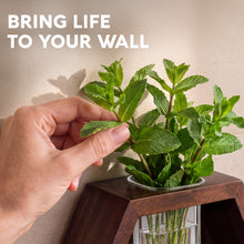 Load image into Gallery viewer, Wall Plant Decor (2-Pack), Acacia Wood Indoor Wall Planter | Propagation Wall Hanging with Removable Glass Vase for Cuttings, Fresh Herbs, Flowers and Dried Florals
