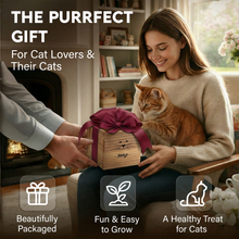 Load image into Gallery viewer, Cat Grass Kit for Indoor Cats – x2 Seed Packets | Cat Grass Seeds with Wooden Planter &amp; Soil for Nipping &amp; Nibbling – Pet Wheatgrass Grass
