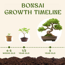 Load image into Gallery viewer, Avergo Bonsai Tree Kit – 3X Unique Japanese Bonzai Trees | Complete Indoor Starter Kit for Growing Bonsai Plants with Tools &amp; Planters – Gardening Gifts for Women &amp; Men
