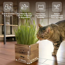 Load image into Gallery viewer, Cat Grass Kit for Indoor Cats – x2 Seed Packets | Cat Grass Seeds with Wooden Planter &amp; Soil for Nipping &amp; Nibbling – Pet Wheatgrass Grass
