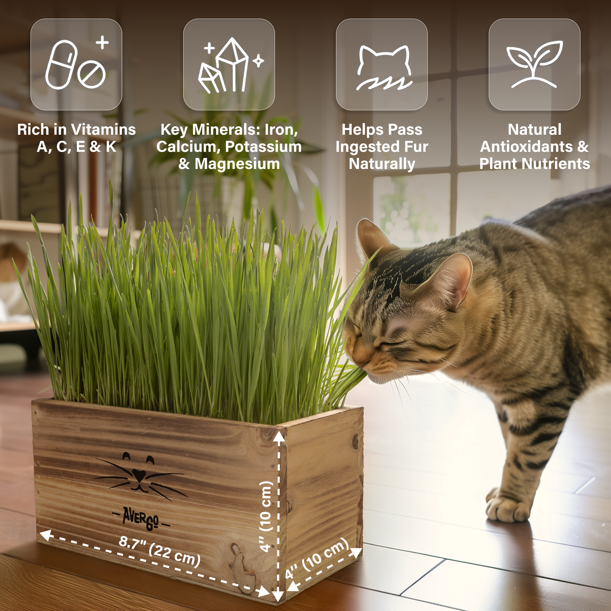 Cat Grass Kit for Indoor Cats – x4 Seed Packets