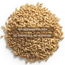 Load image into Gallery viewer, Cat Grass Kit for Indoor Cats – x4 Seed Packets | Cat Grass Seeds with Wooden Planter, Soil &amp; Mini Gardening Tools for Nipping – Pet Wheatgrass Grass
