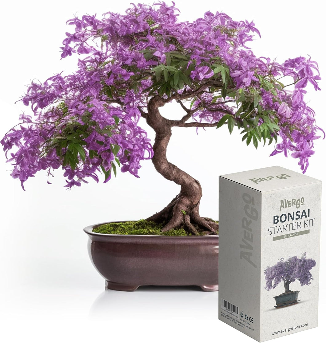 AVERGO Bonsai Tree Kit – 5X Unique Bonzai Trees +1 Extra | Complete Indoor  Bonsai Starter Kit for Growing Bonsai Plants with Tools & Planters –