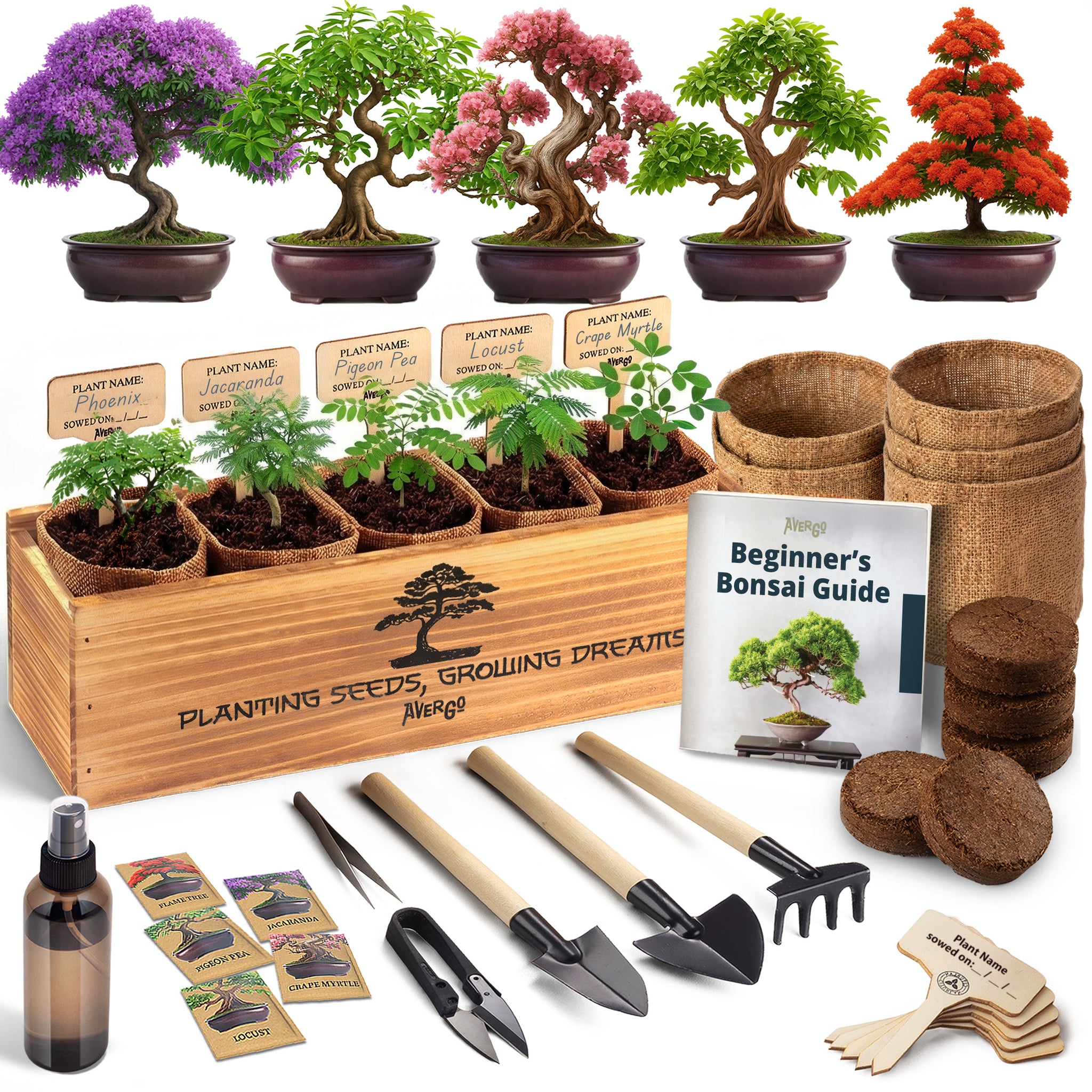 BONSAI出品 Weekly Specials Bonsai Trees | Bonsai Outlet