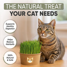 Load image into Gallery viewer, Cat Grass Kit for Indoor Cats – x3 Seed Packets | Cat Grass Seeds with Recyclable Planter &amp; Coconut Coir Expanding Soil Discs – Wheatgrass Grass
