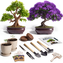 Load image into Gallery viewer, Bonsai Starter Kit – 2X Bonsai Tree | Complete Indoor Starter Kit for Growing Bonsai Plants with Tools &amp; Planters – Gardening Gifts for Women &amp; Men
