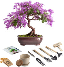 Load image into Gallery viewer, 1x Bonsai Tree Kit - Jacaranda
