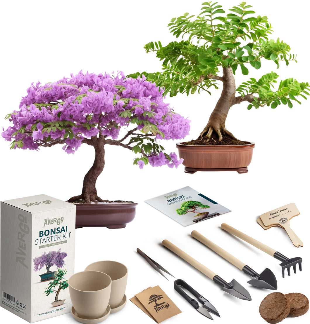 2x Bonsai Tree kit - Jacaranda + Locust