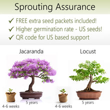 Load image into Gallery viewer, 2x Bonsai Tree kit - Jacaranda + Locust
