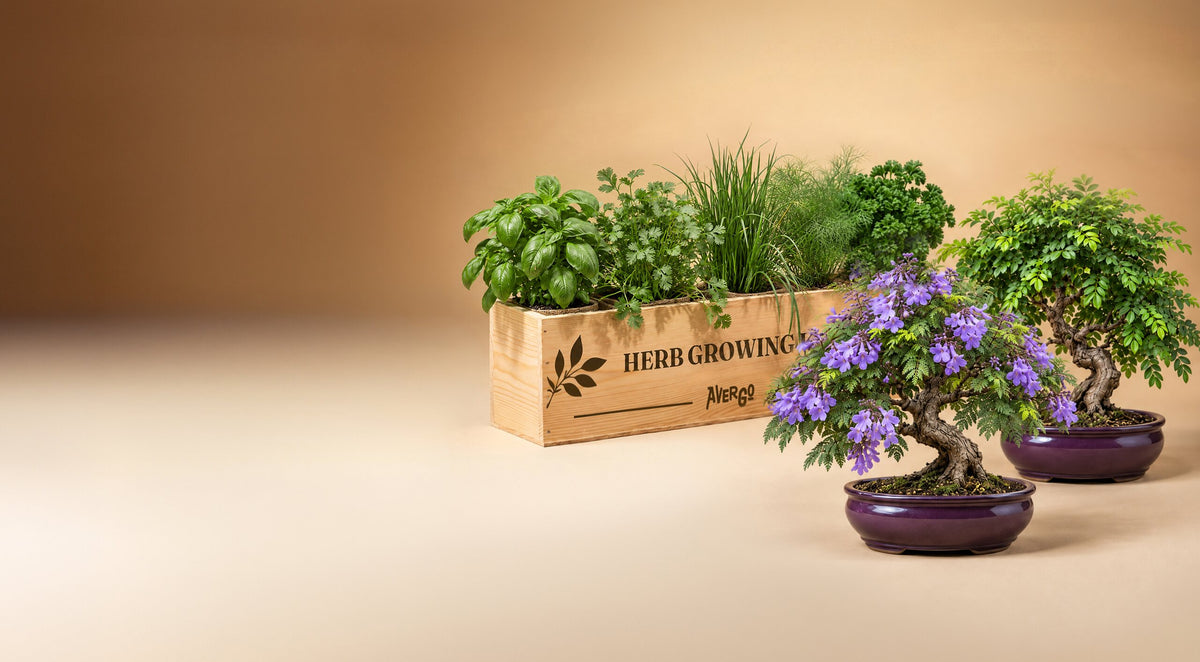 Avergo herb growing kit and bonsai trees